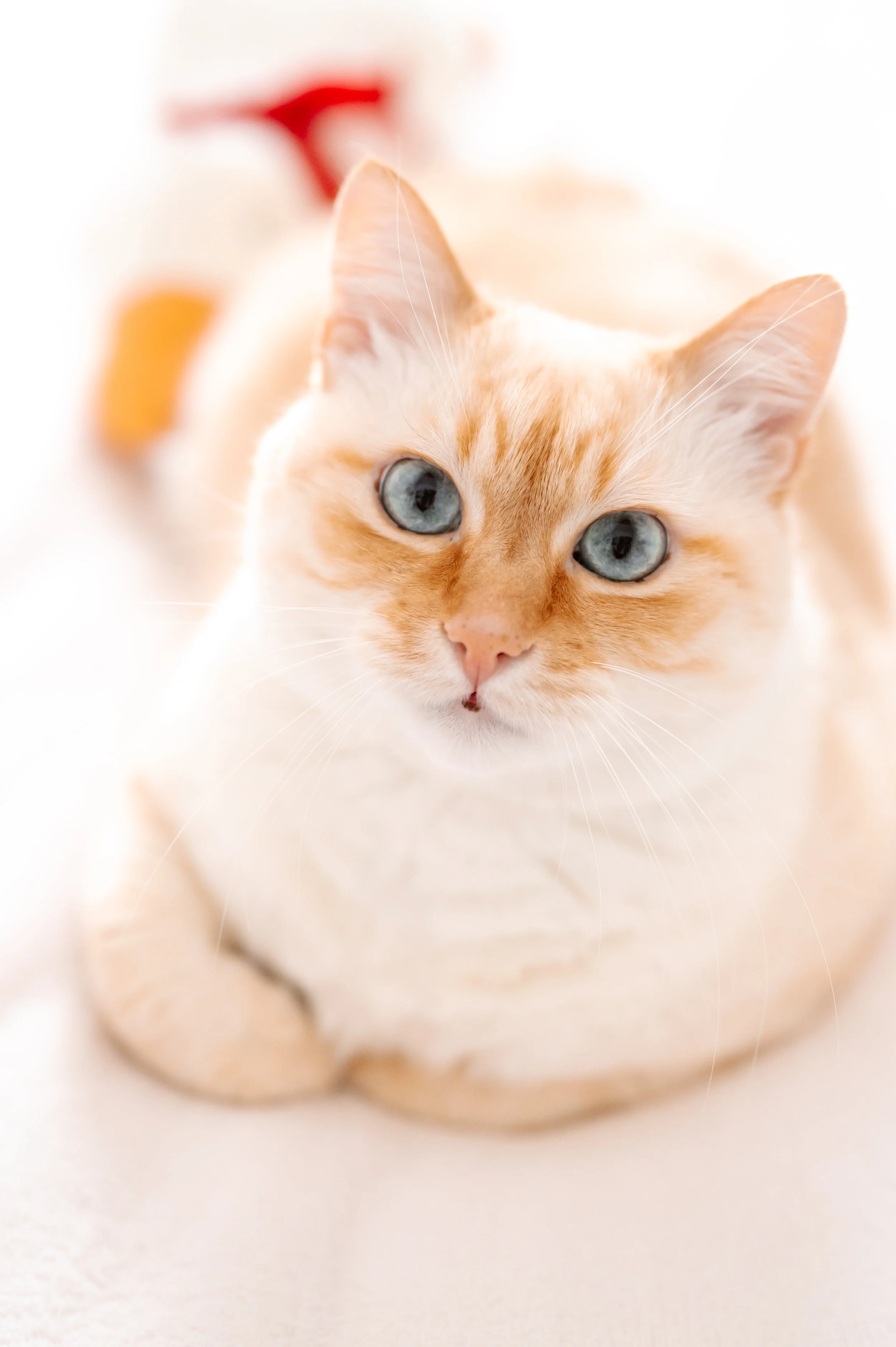 Frank the cat, chief editing supervisor at L&V Photography destination wedding studio.