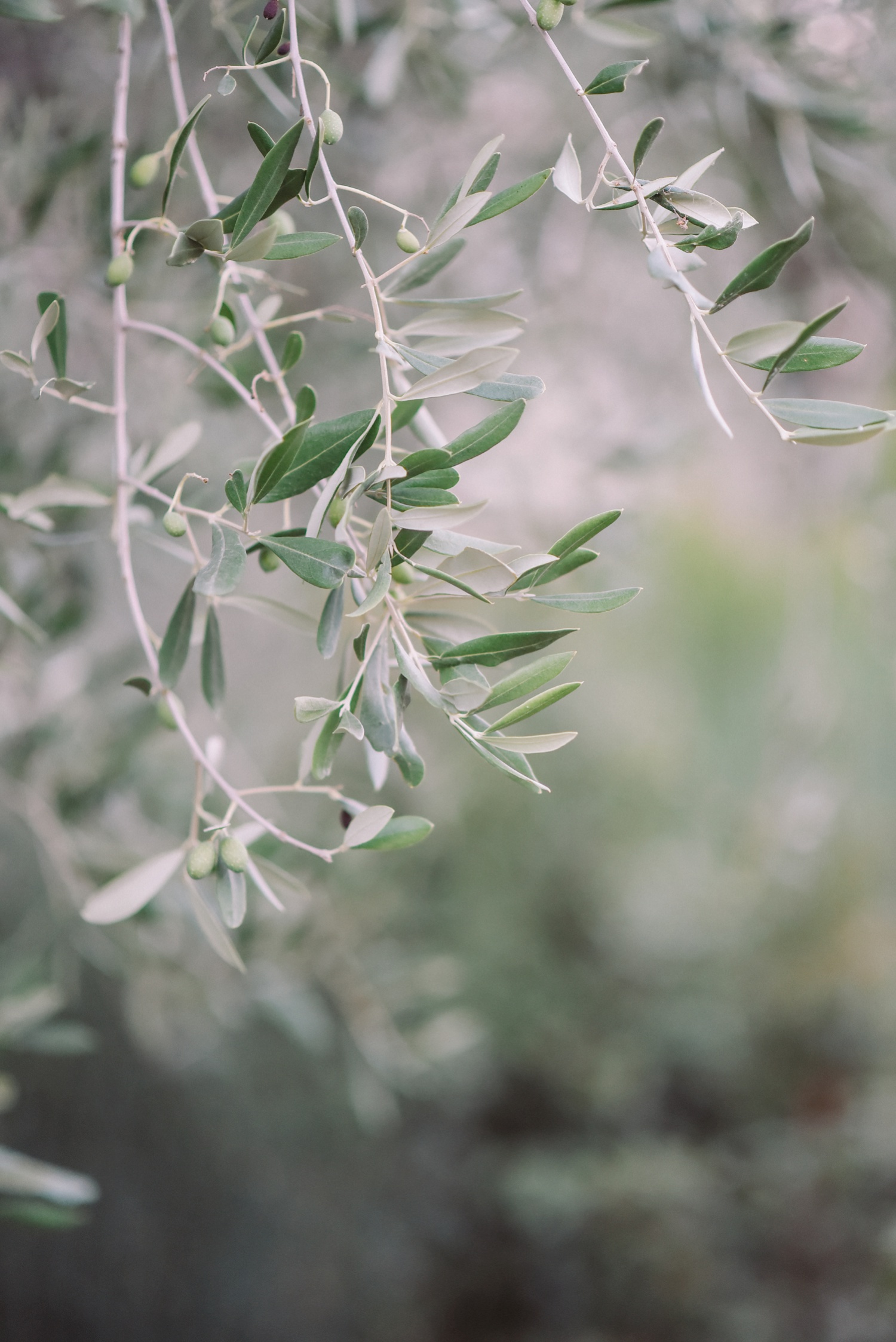 wedding-photographer-tuscany-italy_1011.jpg