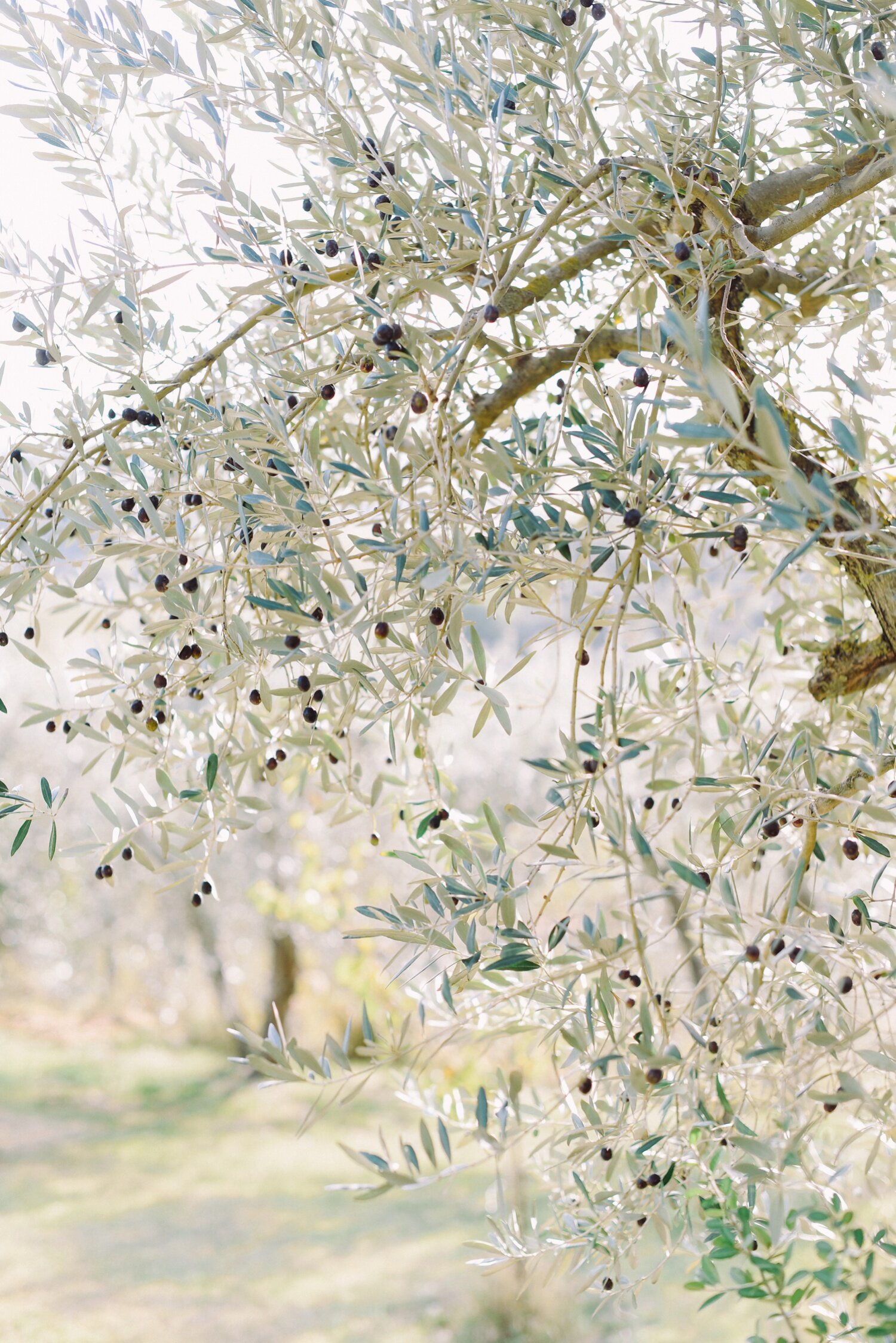 landvphotography_wedding_photographer_tuscany_villailpozzo_certaldo_0133.jpg