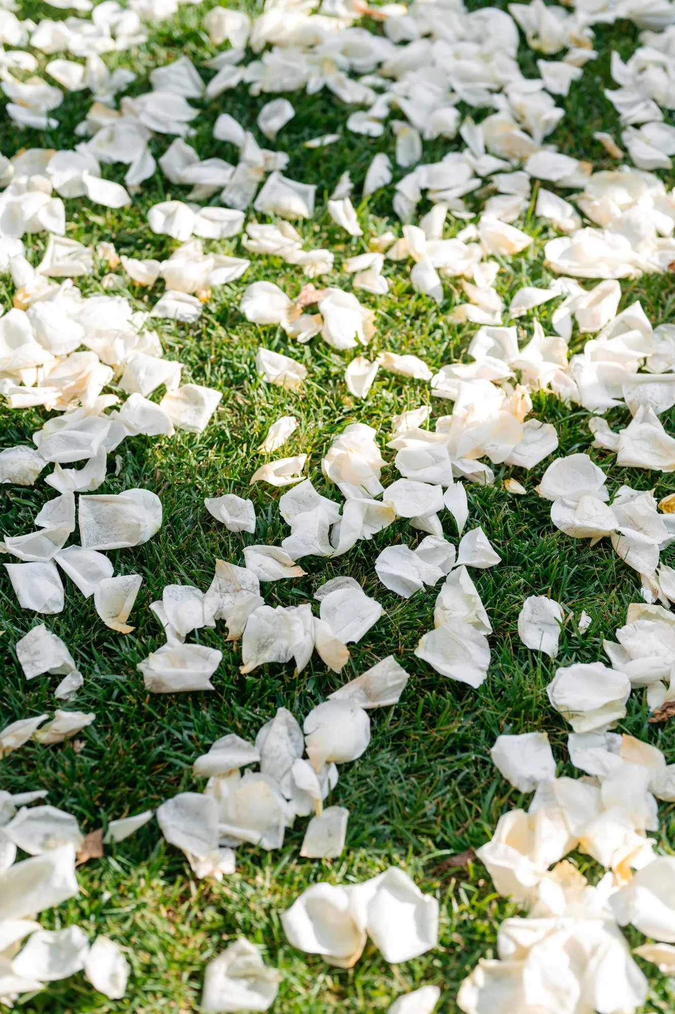 White flower petals scattered on green grass