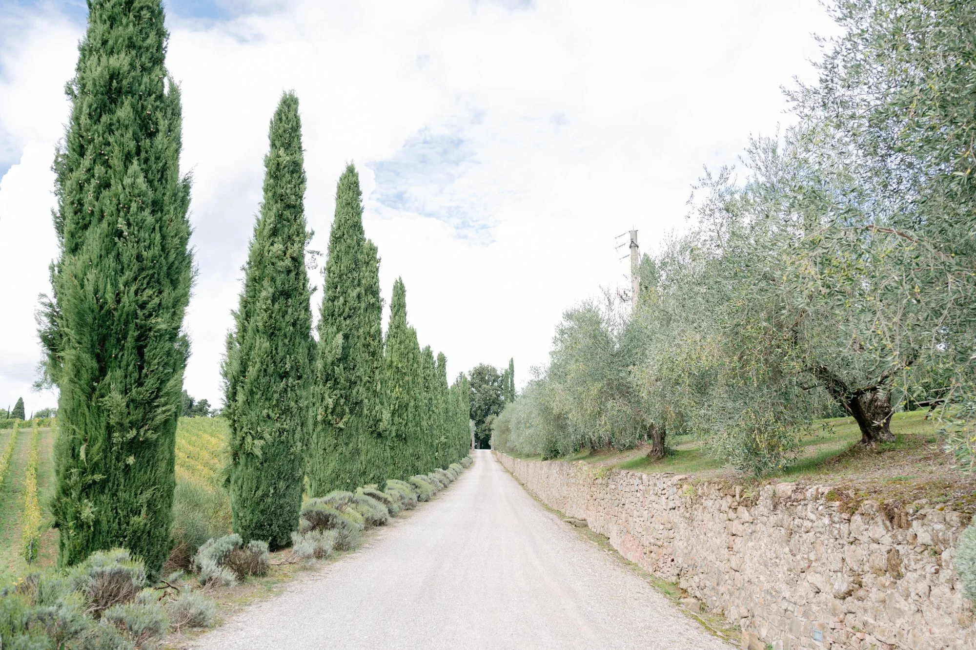 A dirt road lined with tall cypress trees on the left and olive trees on the right, with a stone wall on the right side, under a partly cloudy sky.