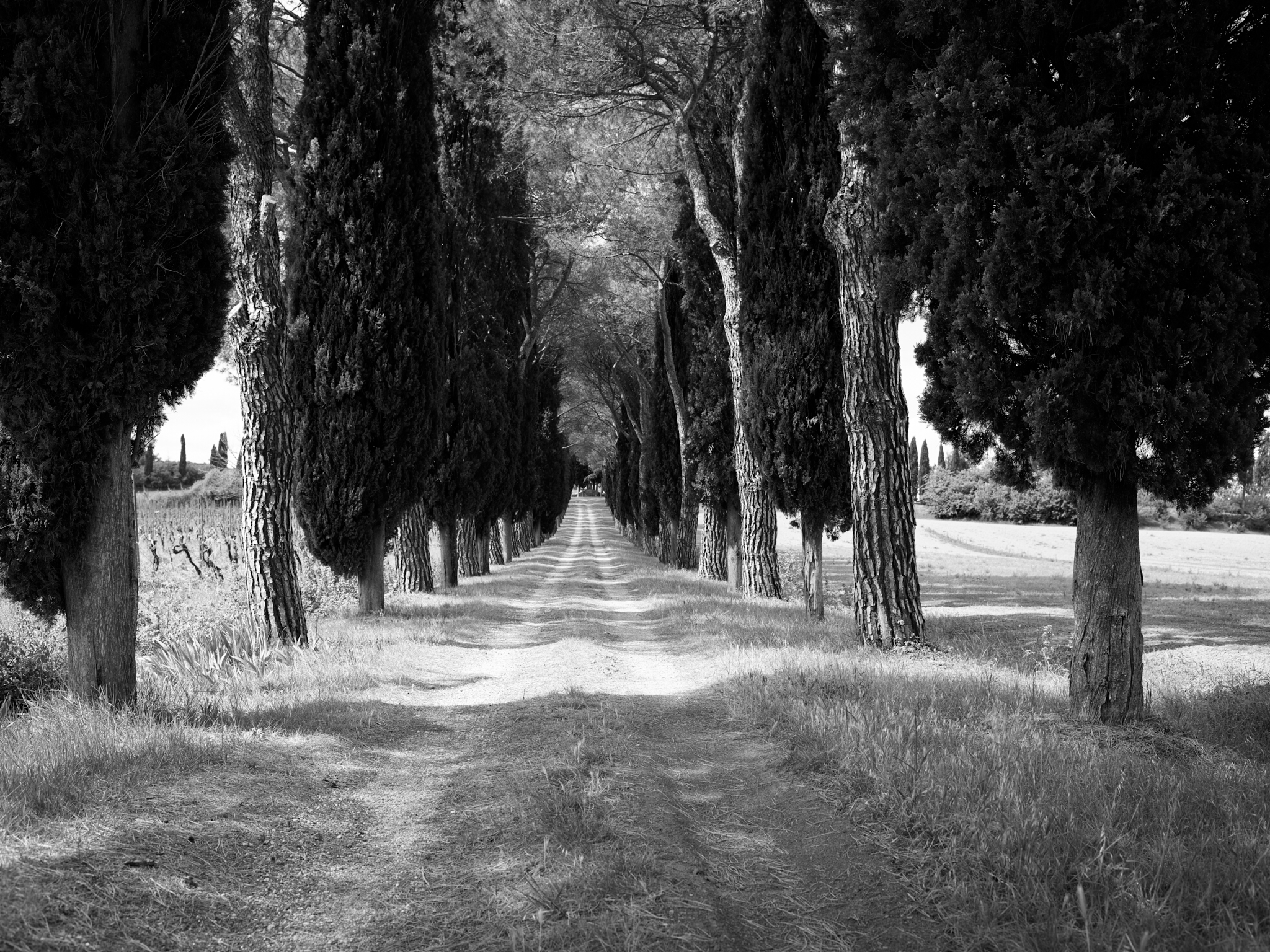 Tuscany_17-05-03_190.jpg