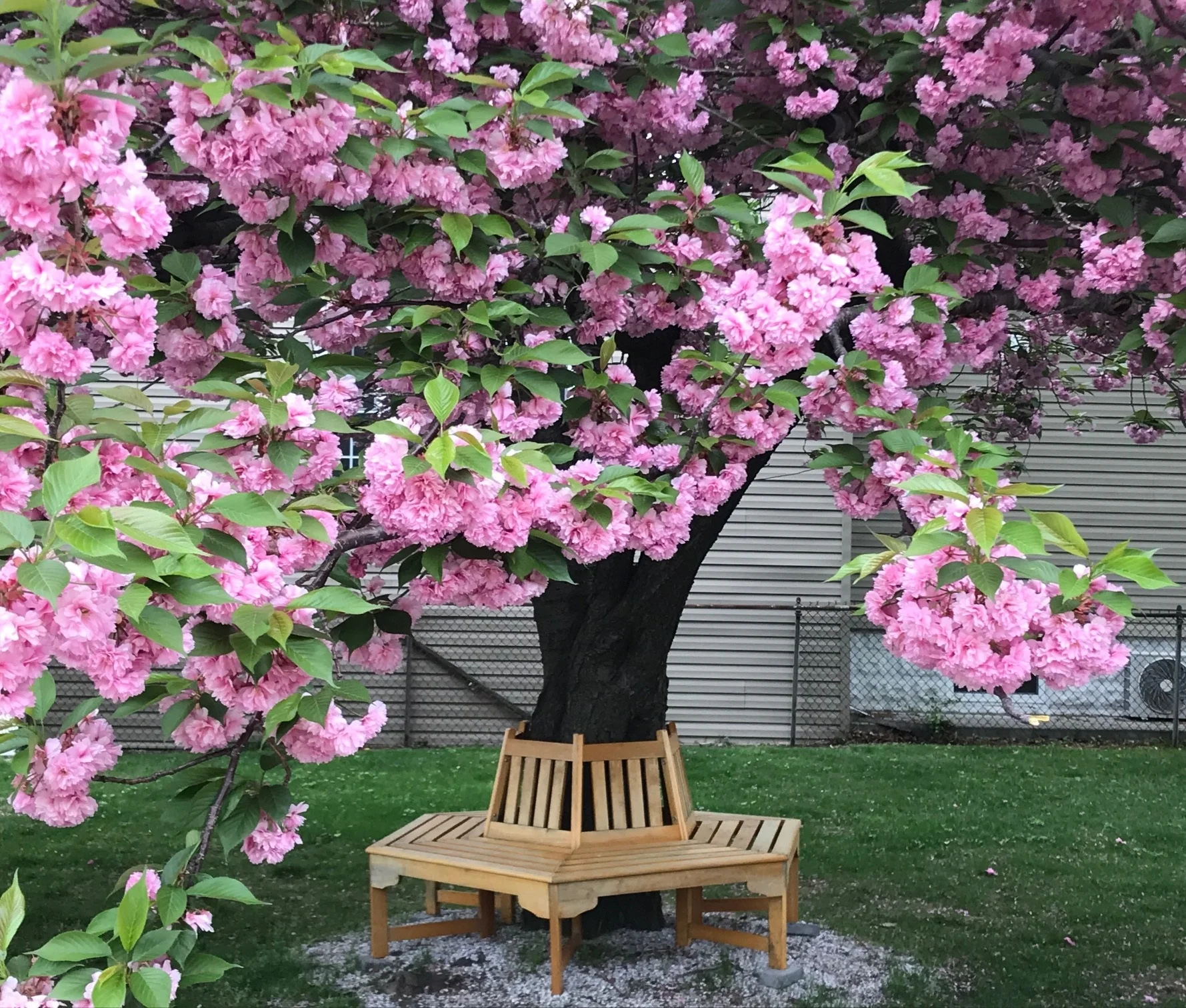 flowers.jpg