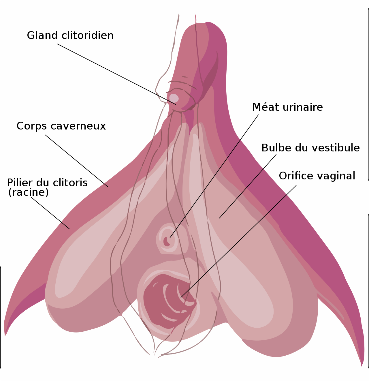 Anatomie féminine le guide complet — Green Condom Club image image