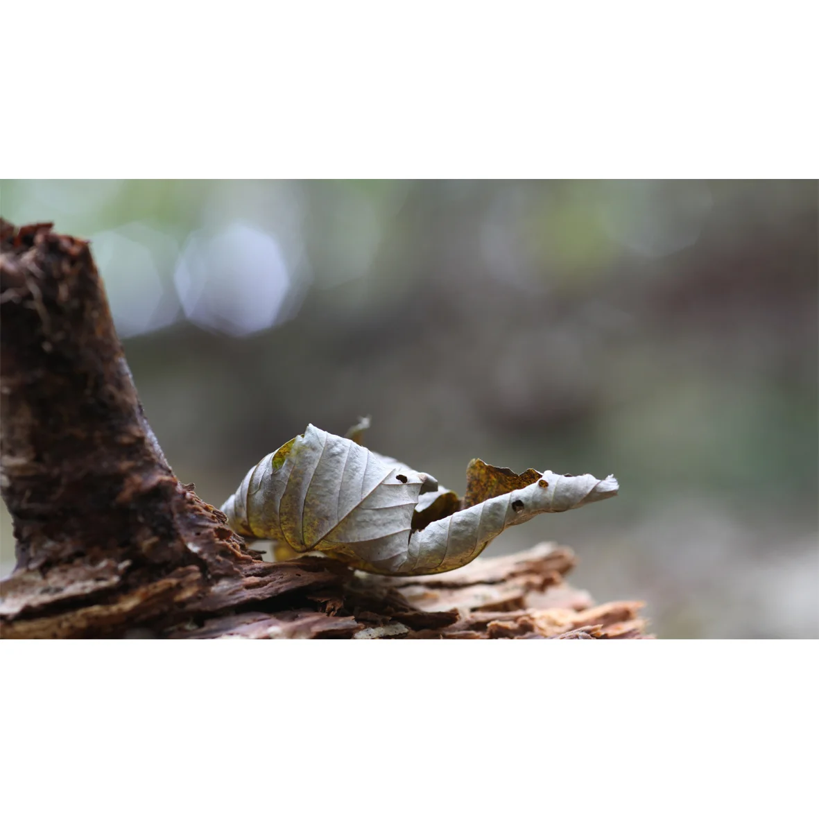 leaf01.jpg