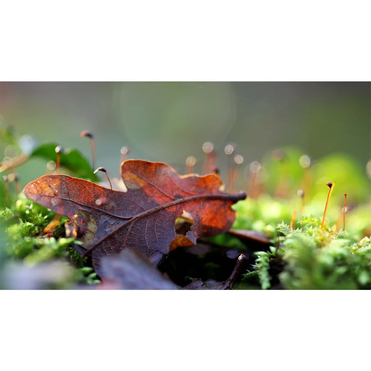 leaf05.jpg