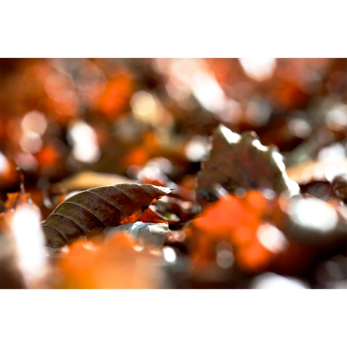 leaf07.jpg