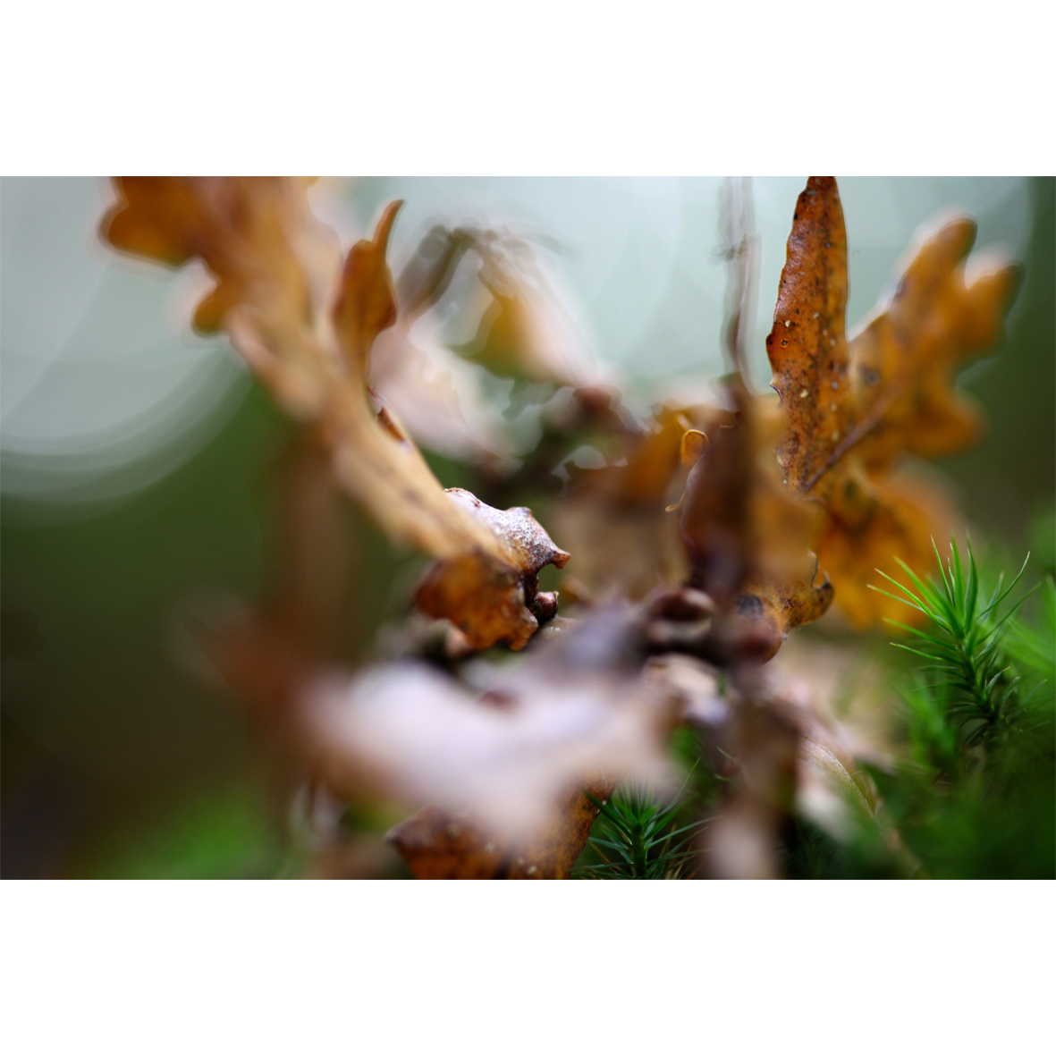leaf08.jpg