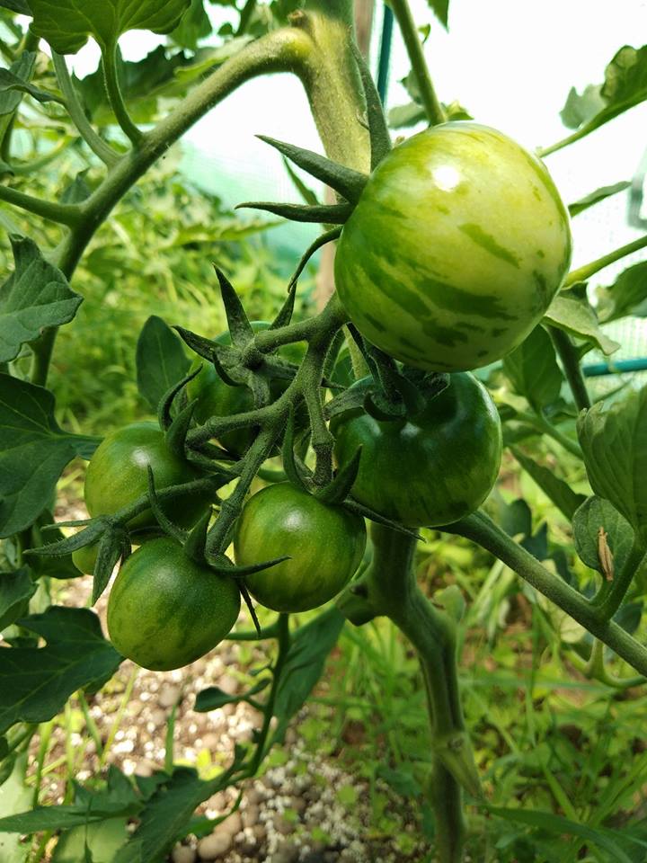 Åpent Hus og Veggie Talk