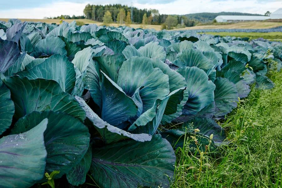 Kort &amp; Godt temadag på Sentralen
