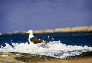 YTRE HVALER NASJONALPARK