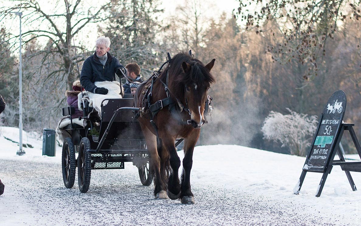 Kjøring med hest og vogn