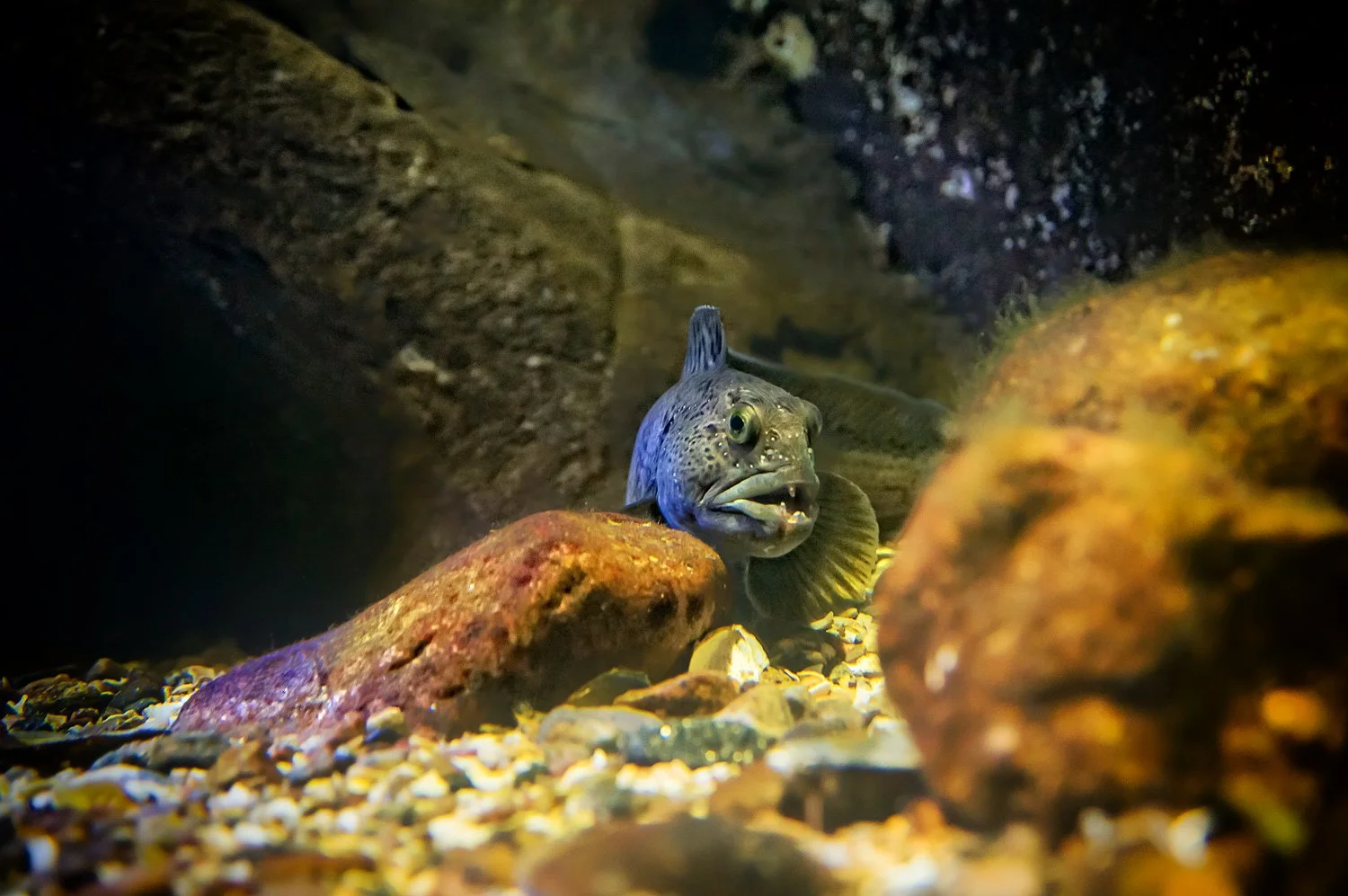 POST 29 OPPDAG LIVET UNDER VANN