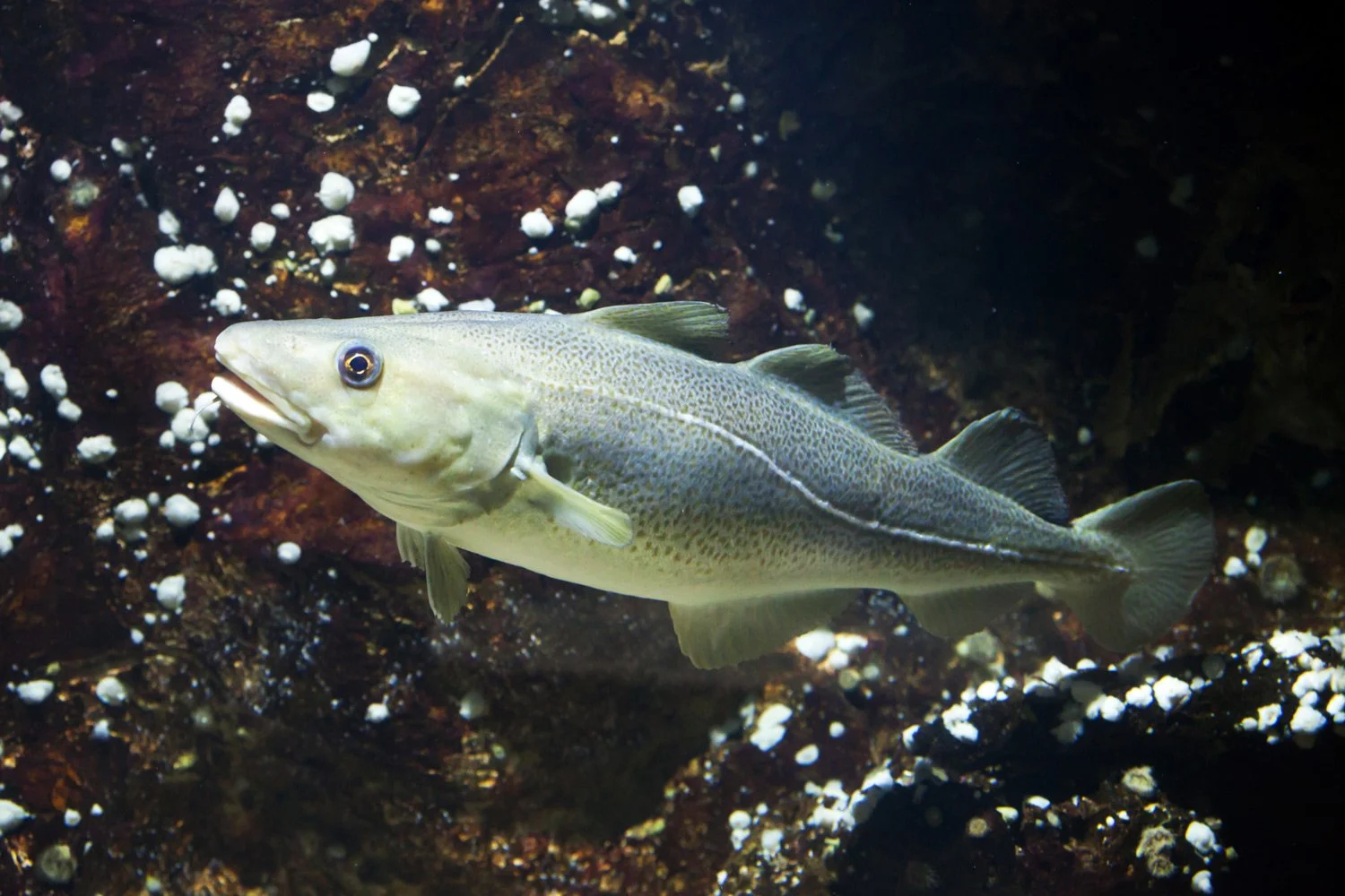 POST 28 TORSKEN OG SPØKELSESHUS