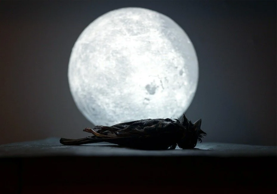 Signe Marie Andersen / "Ambient Silence"