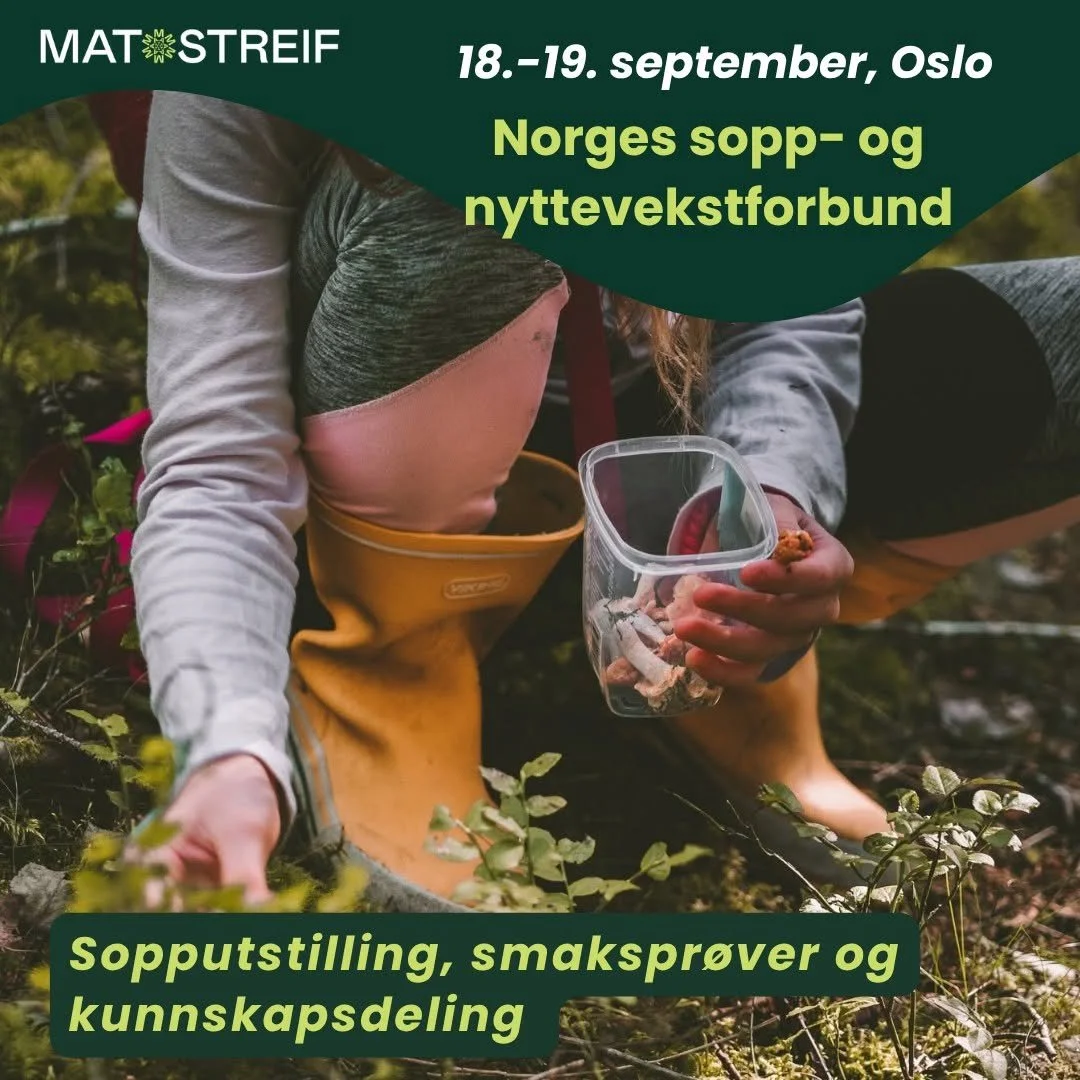 Sopp matstreif 752653216_1628566242174439_8843487637513714197_n (1).jpg