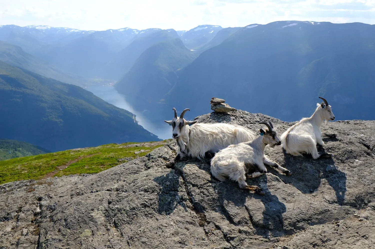 matstreif-web-aurlandsfjorden-aurland-aurlandsdalen-geiter-norge-norway-3-kl.-18.52.13.jpg