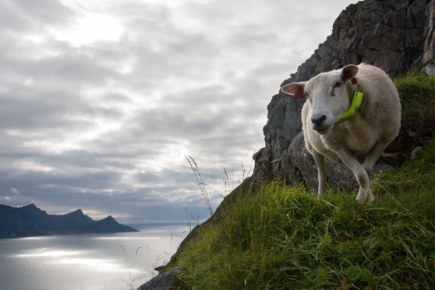 matstreif-web-lofoten-sau-sheep-norway-norsk-mat-norge--kl.-17.06.09.jpg