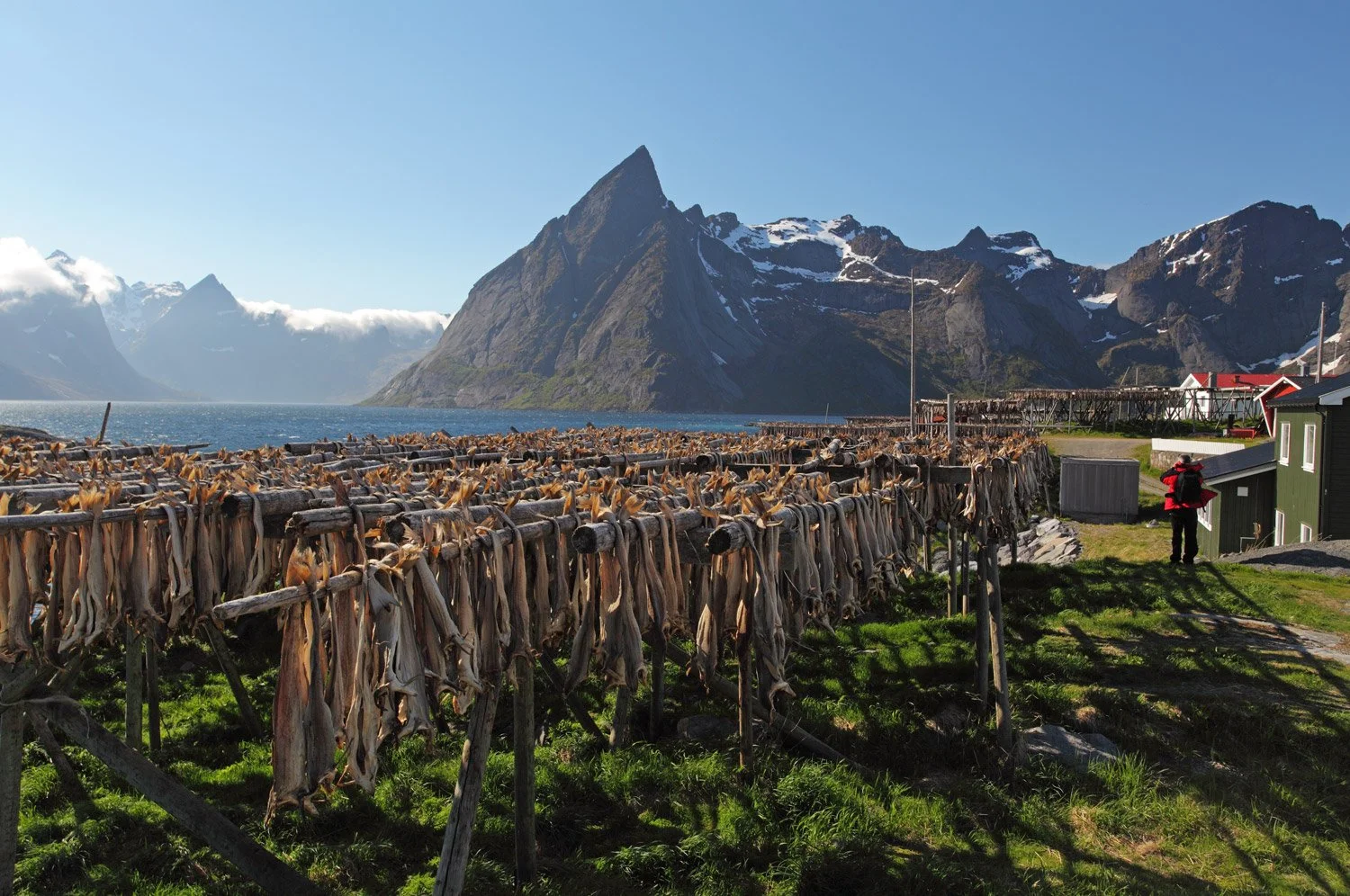 matstreif-web-lofoten-torrfisk-dried-fish-norsk-mat-norge-norway-9-03-kl.-18.43.20.jpg