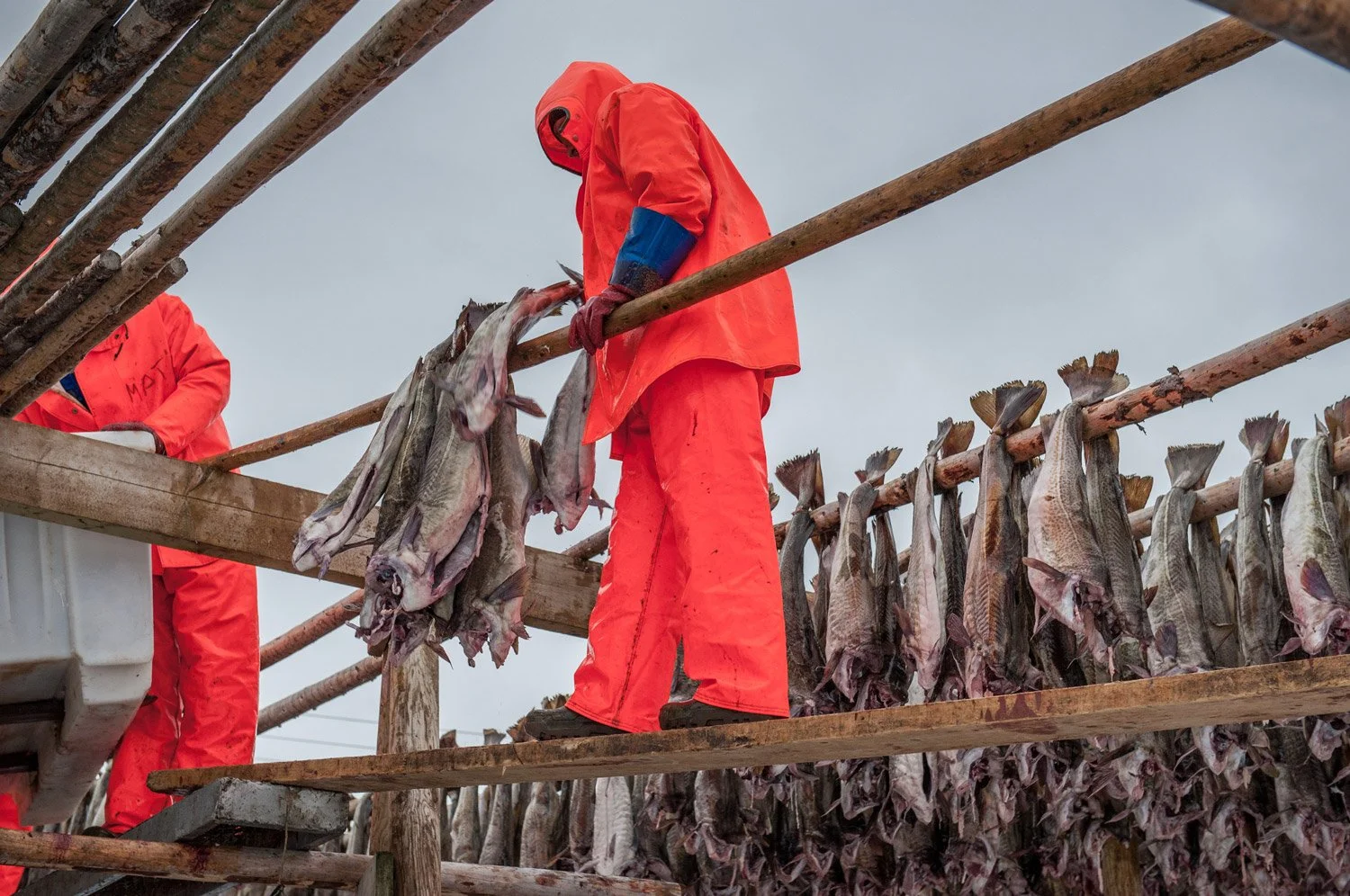 Matstreif-web-Norge-norway-lofoten-torrfisk-dried-fish-9-03-kl.-18.43.40.jpg