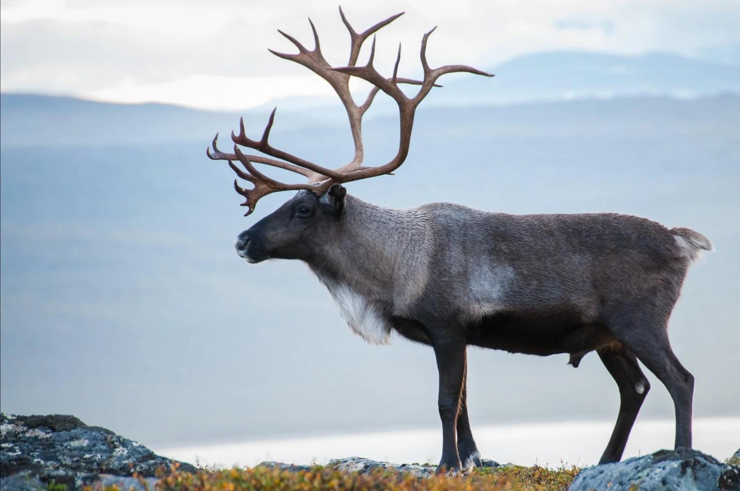 Matstreif-web-reindeer-reinsdyr-Norsk-mat-9-03-kl.-18.44.01.jpg