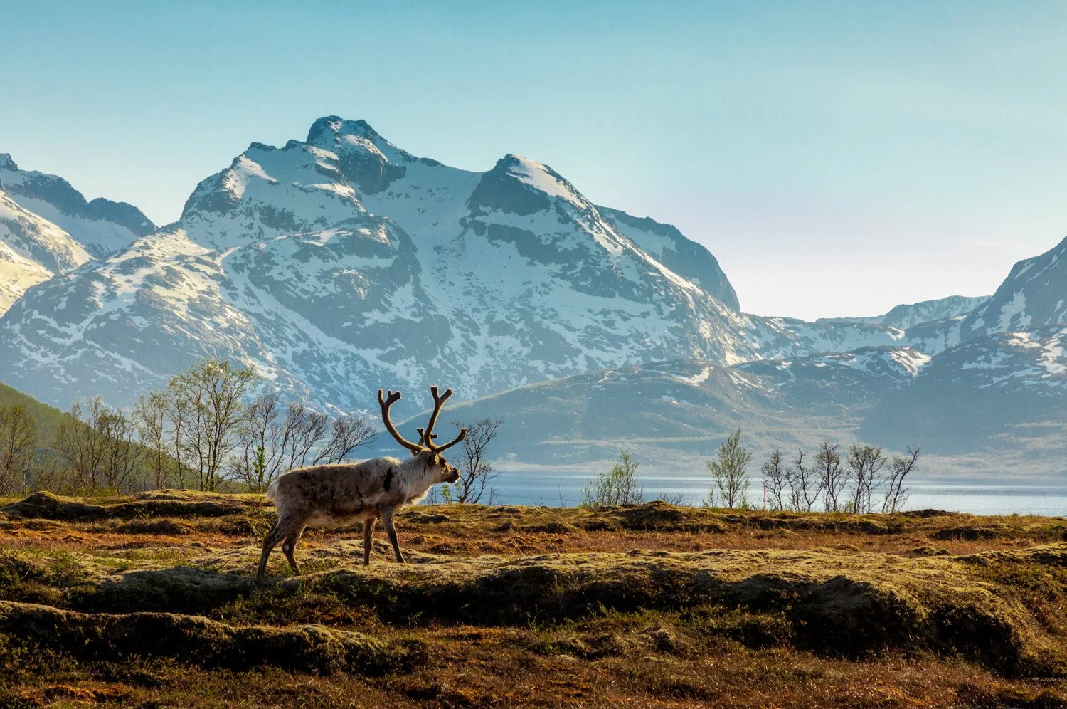 Matstreif-web-reindeer-reinsdyr-Norway-Norge-Norsk-Mat-09-03-kl.-18.44.23.jpg