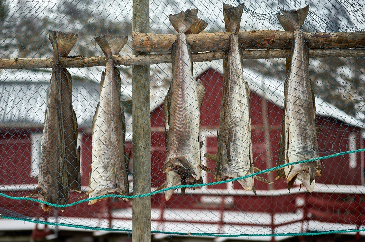 Matstreif-web-torrfisk-dried-fish-Lofoten-Norsk-mat-5-09-03-kl.-18.44.55.jpg