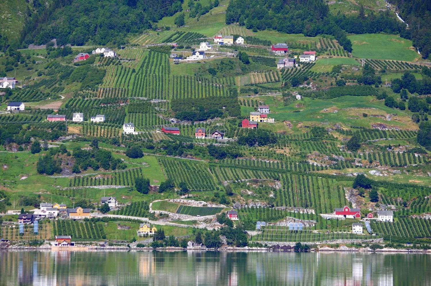 Matstreif-web-Sider-Cider-Hardanger-l.-18.47.29.jpg