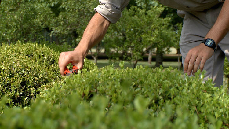 Gardening.jpg