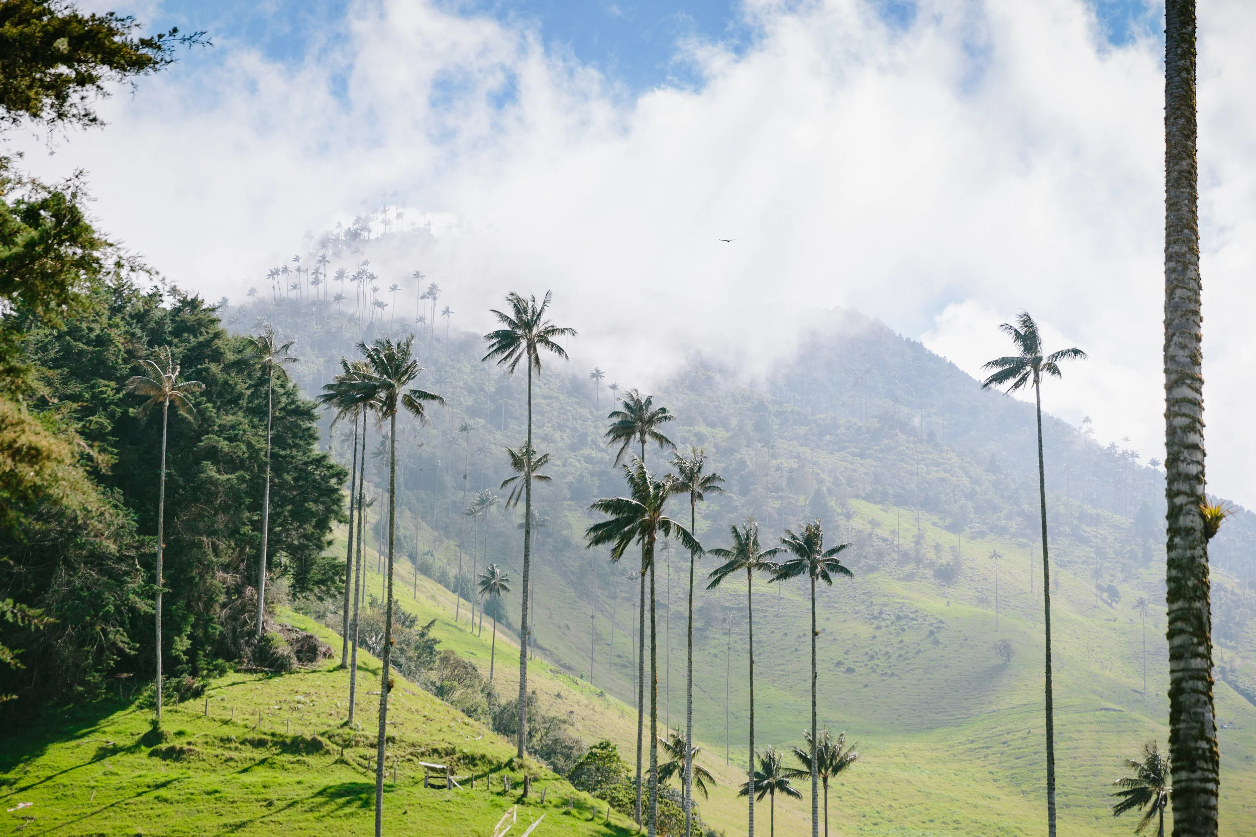 Cocora Valley