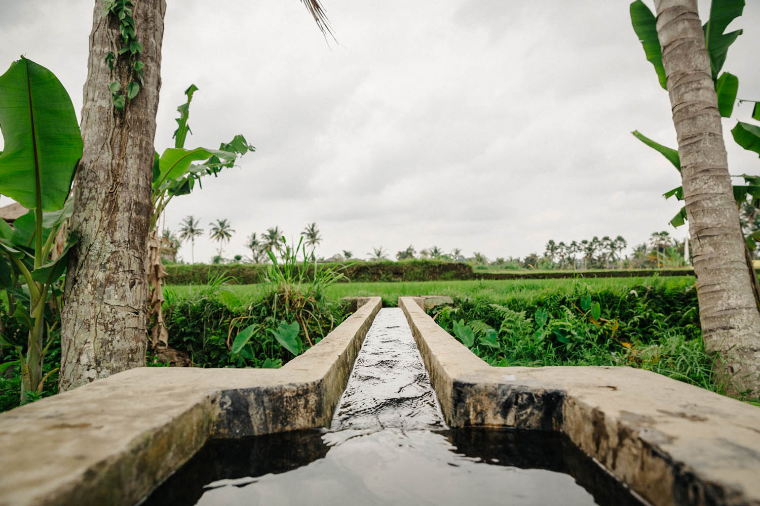 Irrigation systems for the rice fields