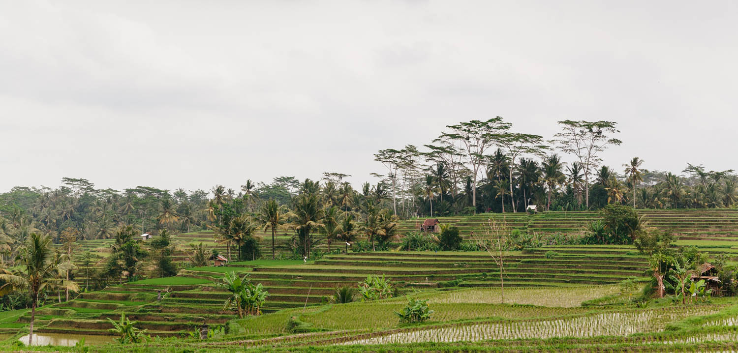 Endless rice terraces