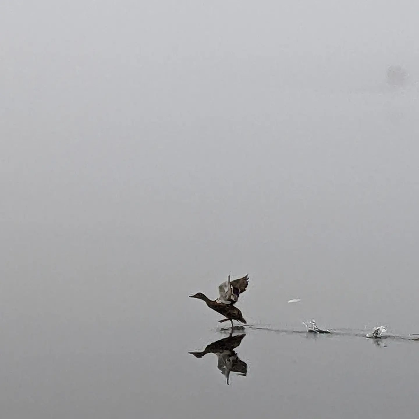 I got excited about the three beavers swimming nearby and accidentally scared this duck I was photographing away. Made for a nice shot though!