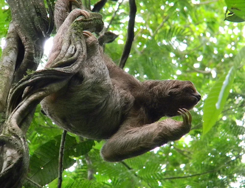 Three-toed.Sloth.JPG
