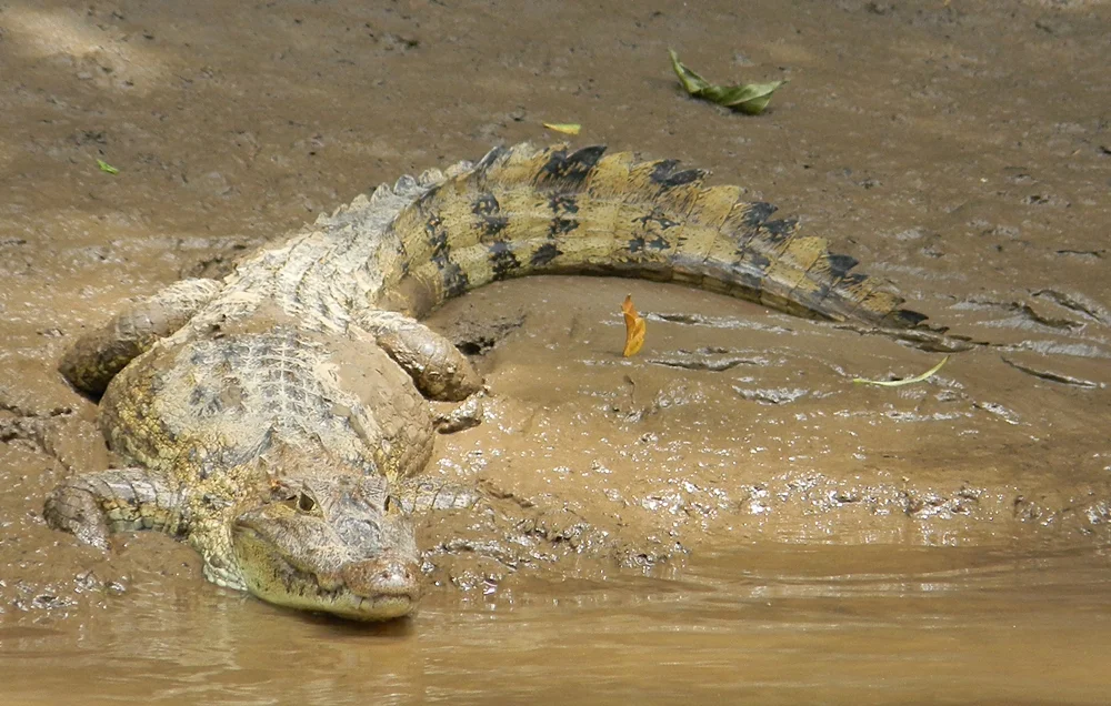 Spectacled.Caiman.JPG