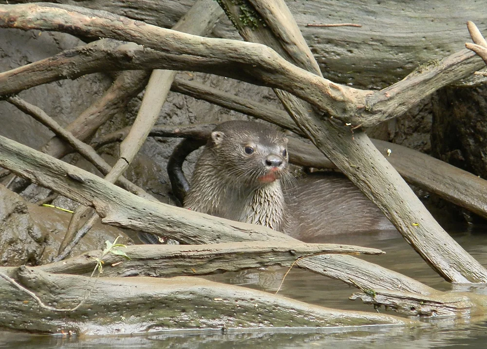 S.River-Otter.JPG