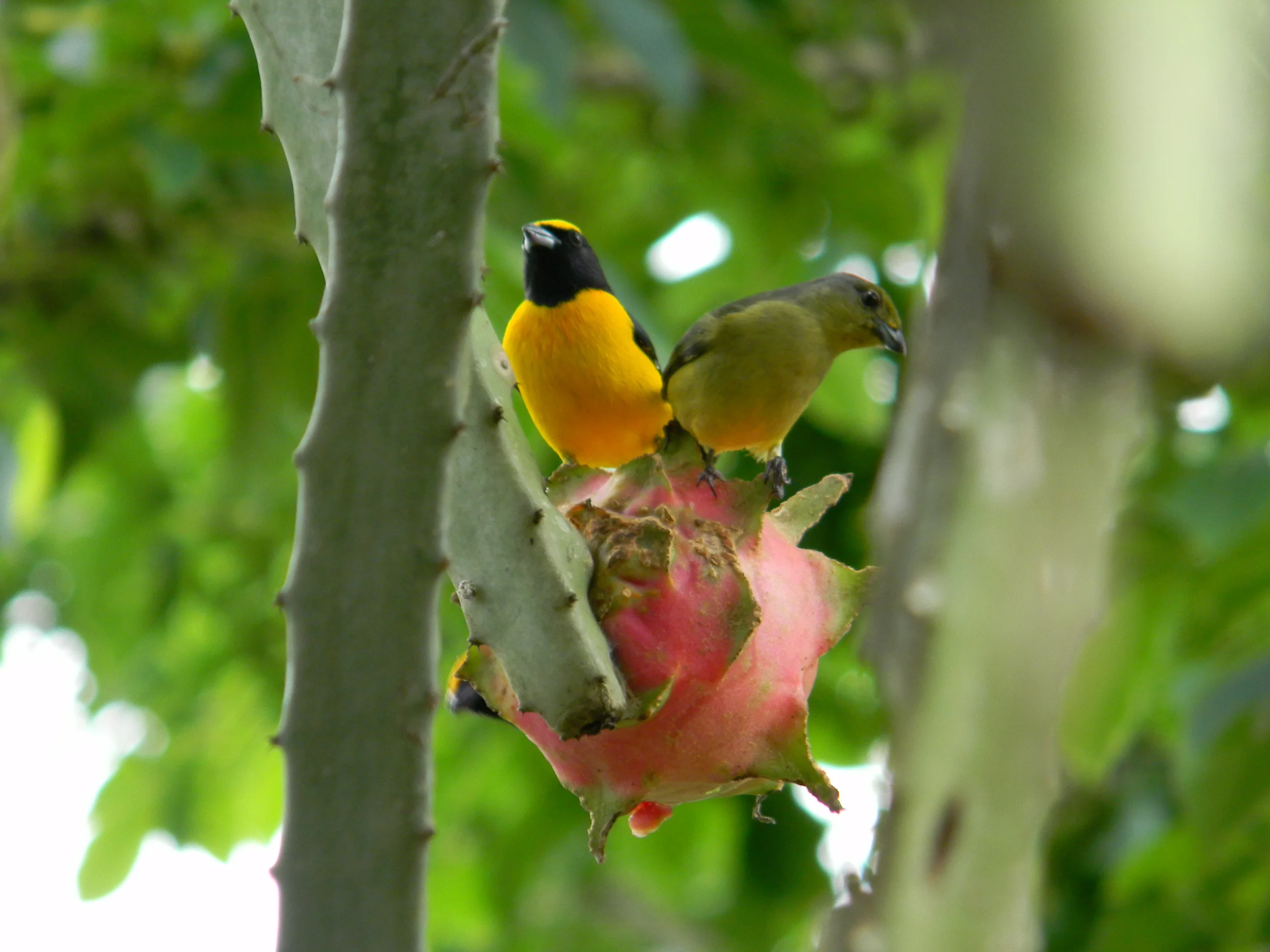 Scrub.Euphonia.Ensenada.4.JPG
