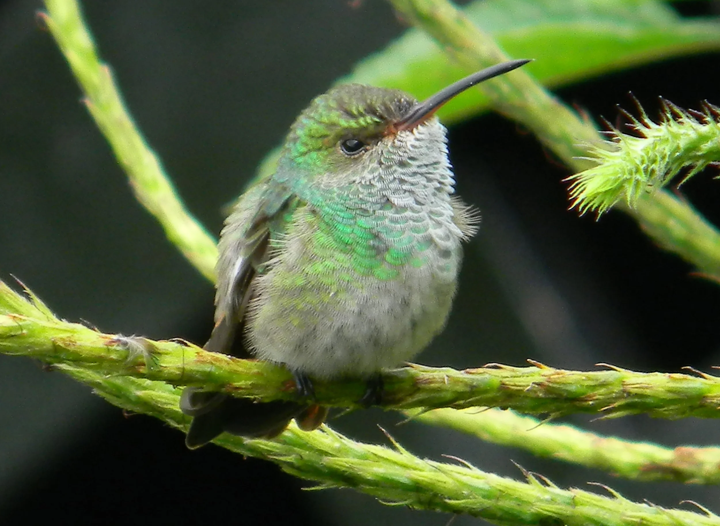 Rufous-tailed.Hummingbird.female.Observatory.7julio2013.JNorris.JPG