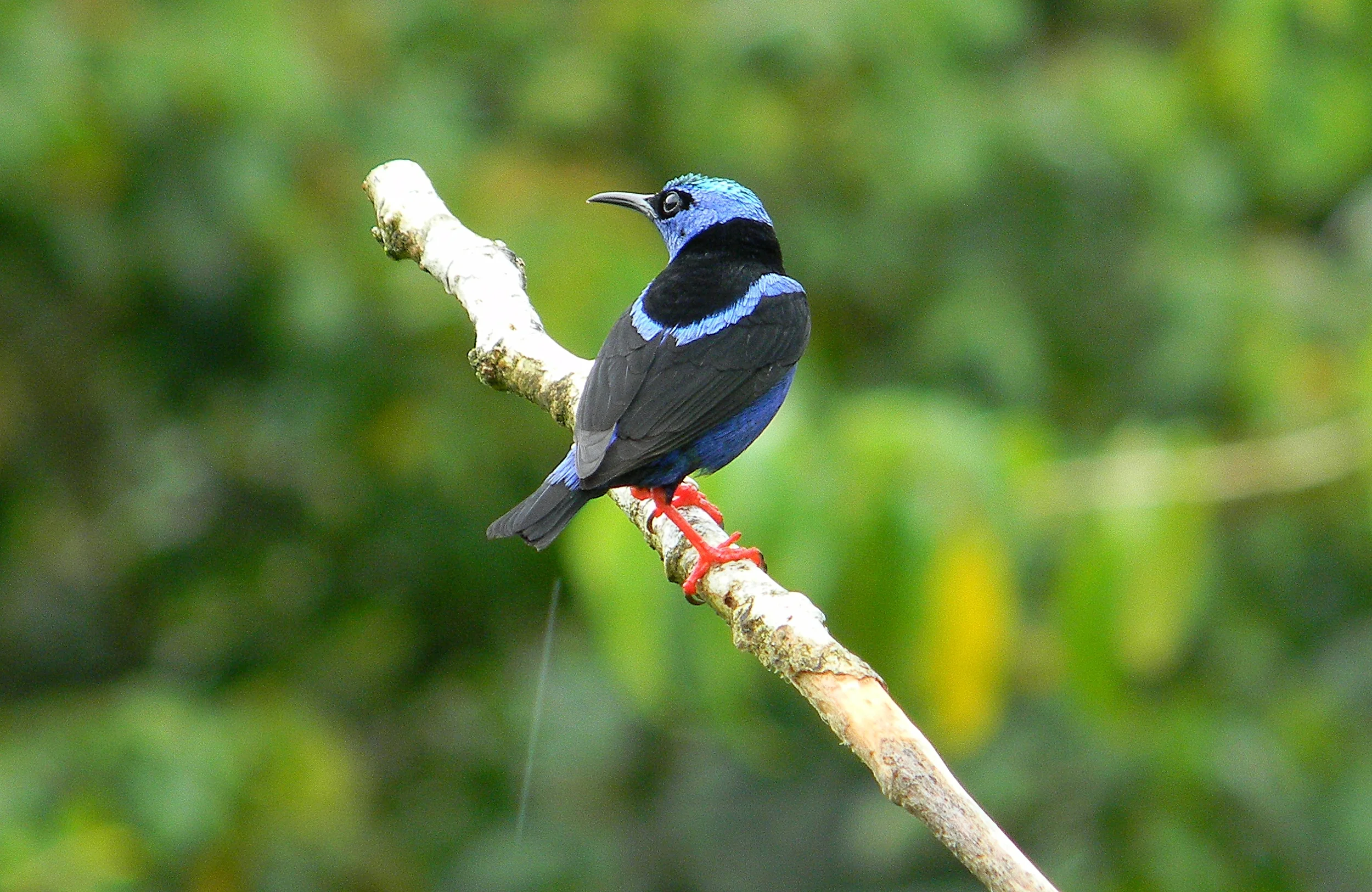 Red-legged.Honeycreeper.Observatory.7julio2013.JPG