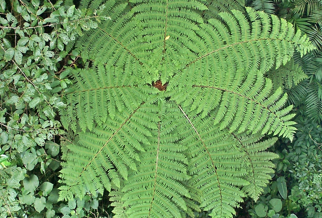 tree-fern.JPG