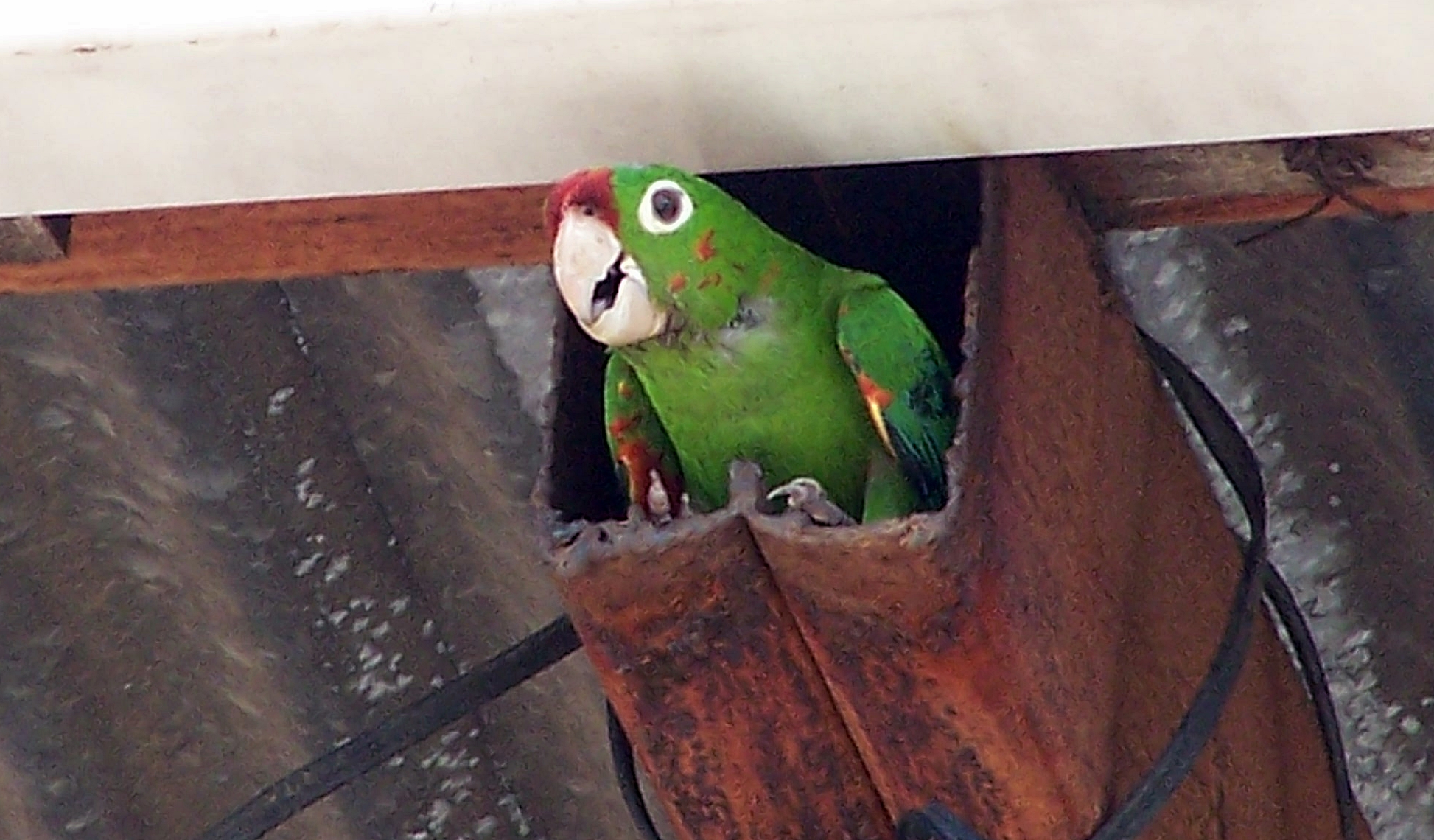 Crimson-fronted.Parakeet.Canas.13aug08.JPG