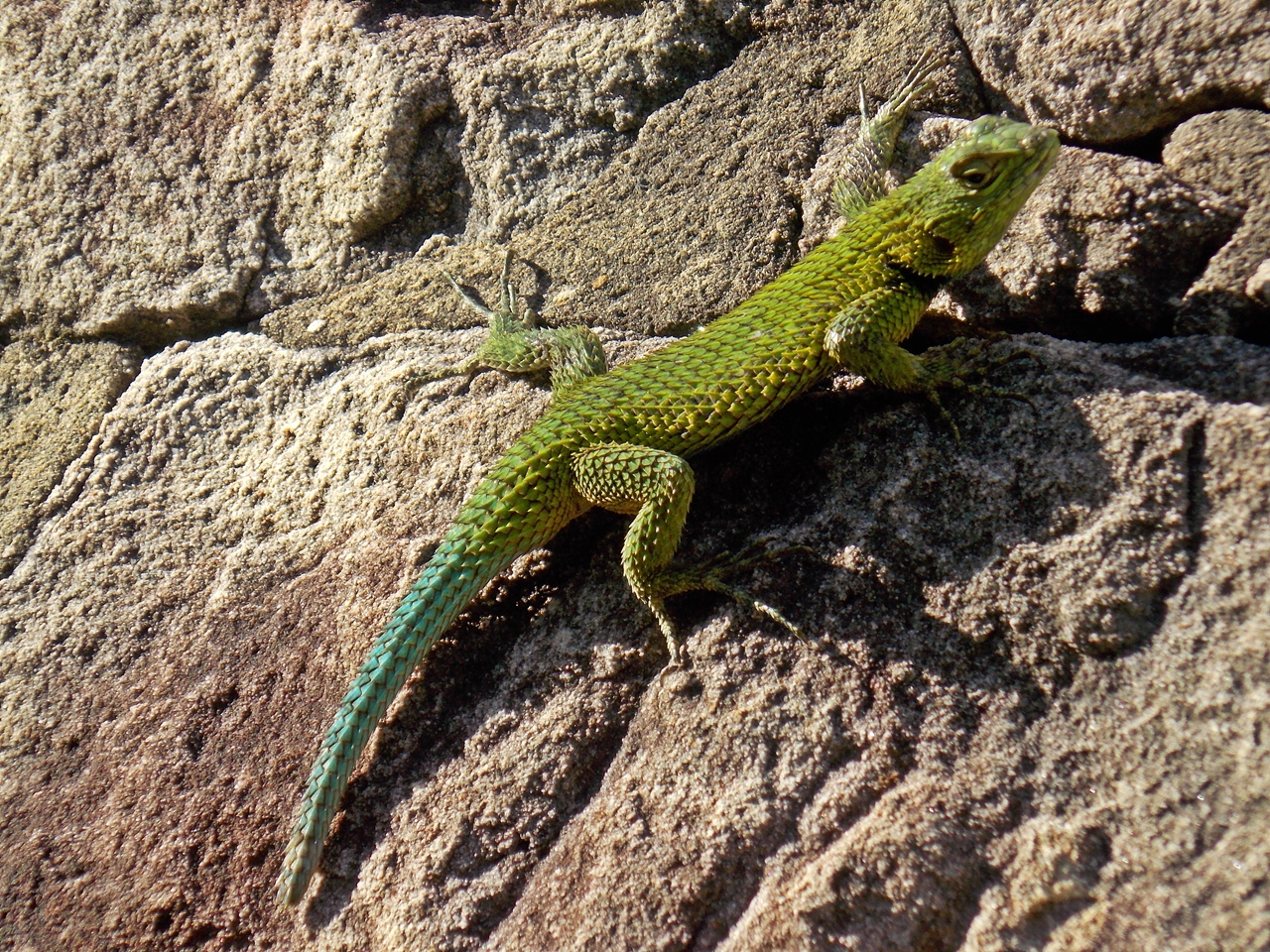 Emerald.Fence-lizard.male.StaFe (2).jpg