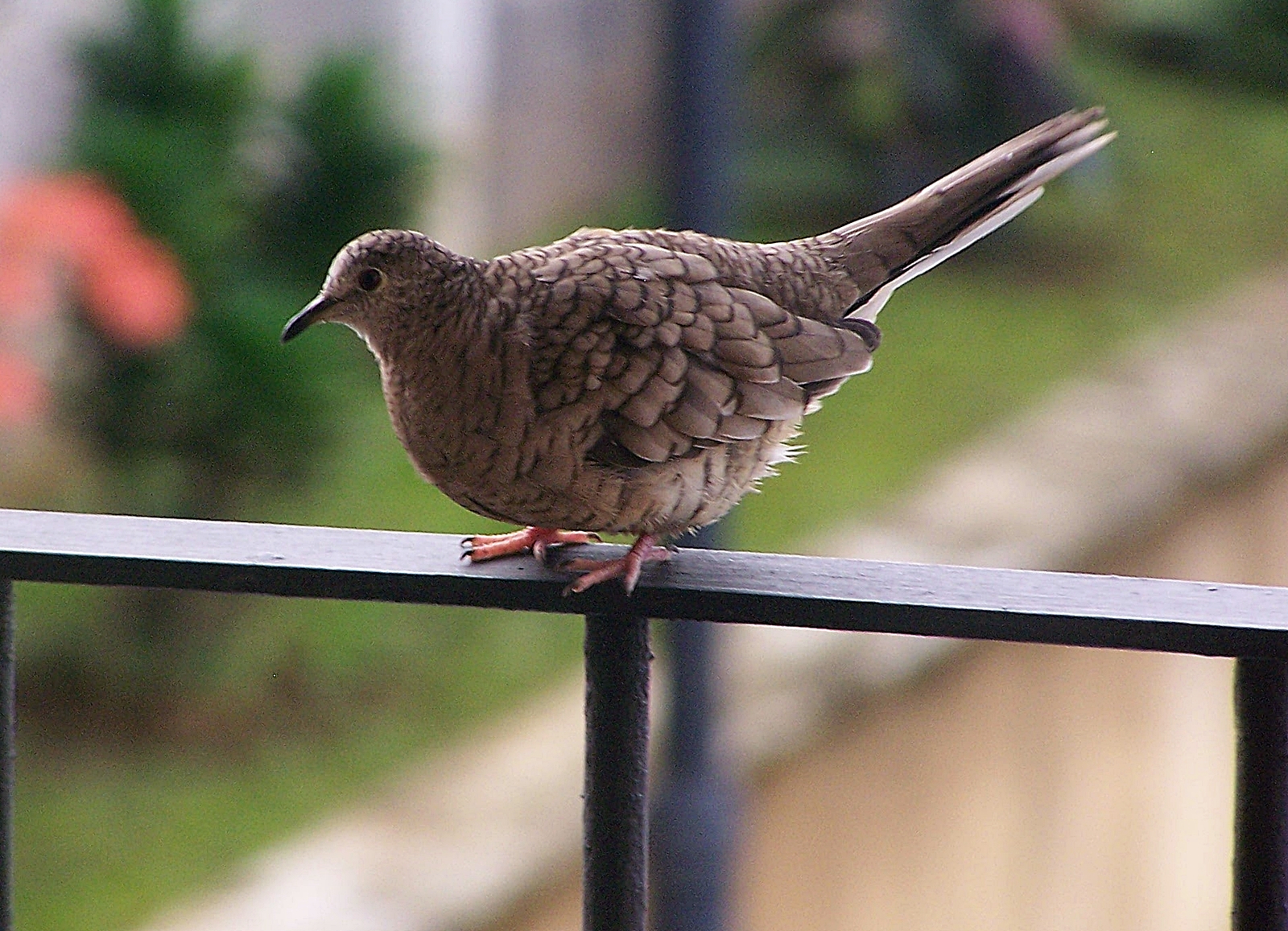 Inca.Dove.SnPabloHeredia.JPG