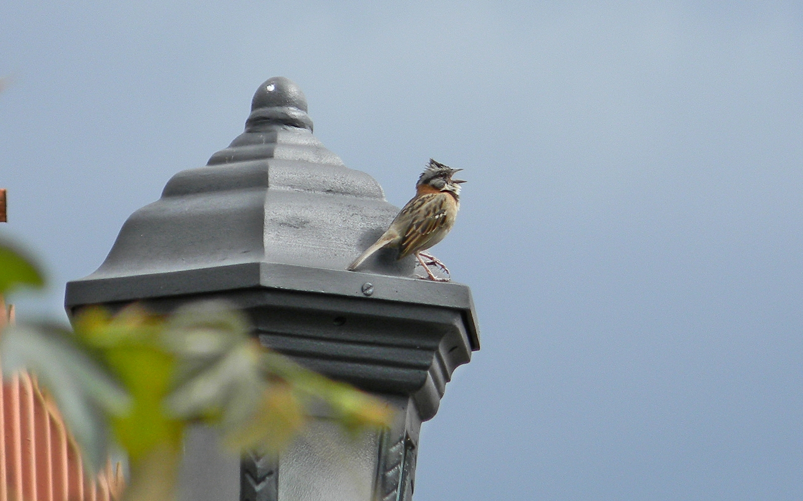 Rufous-collared.Sparrow.singing.JPG