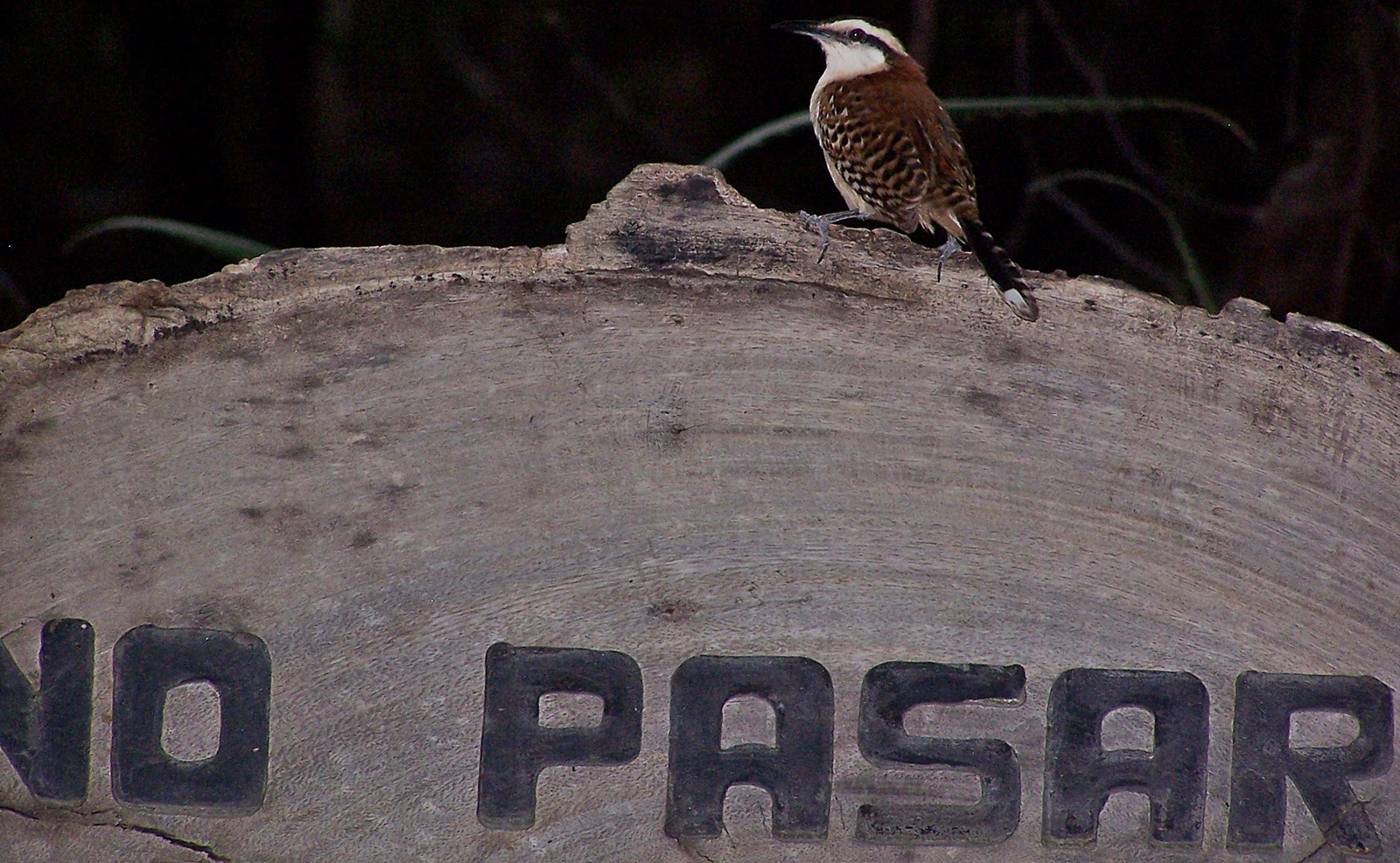 Rufous-naped.Wren.Canas.LaPacifica.15may09.JPG