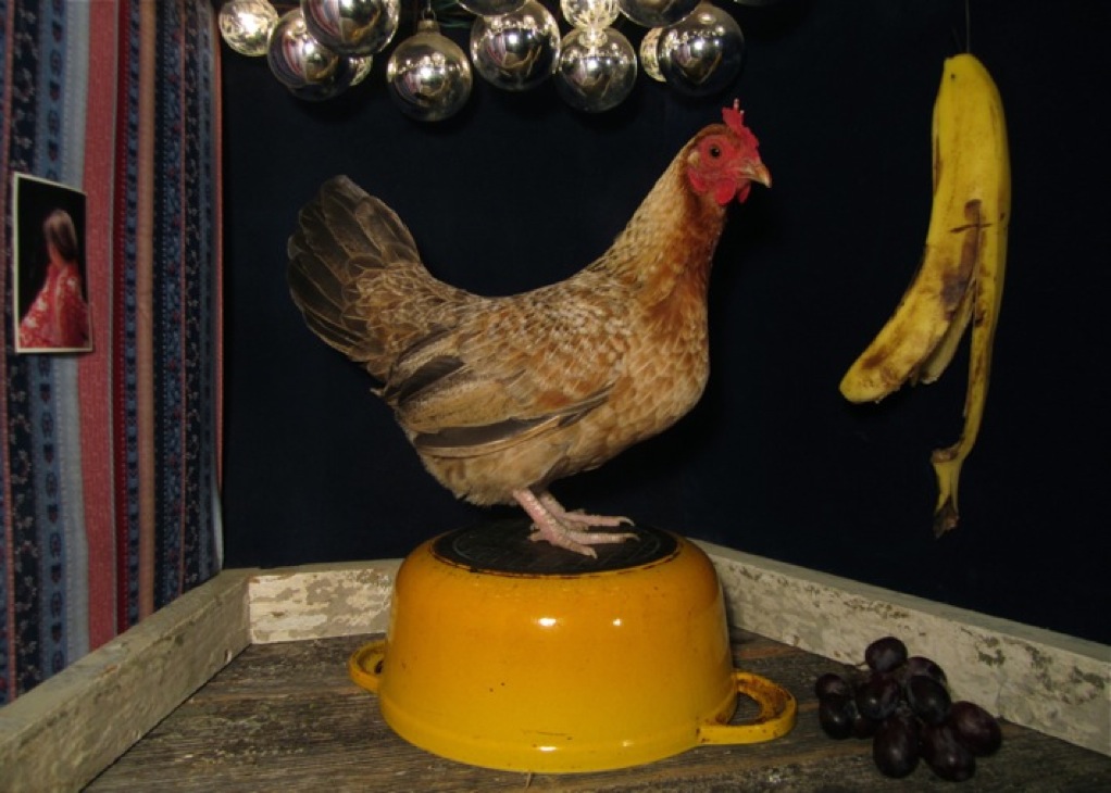 "Little Hen" Matthew Hemminghaus 2014