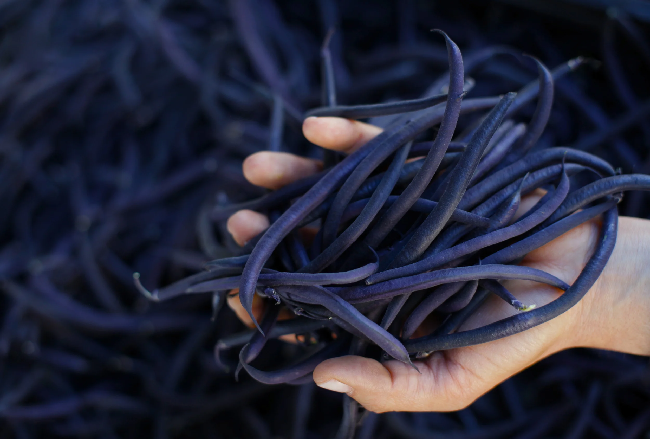 Anna Ostberg-Casanova _MG_3414 copy.JPG