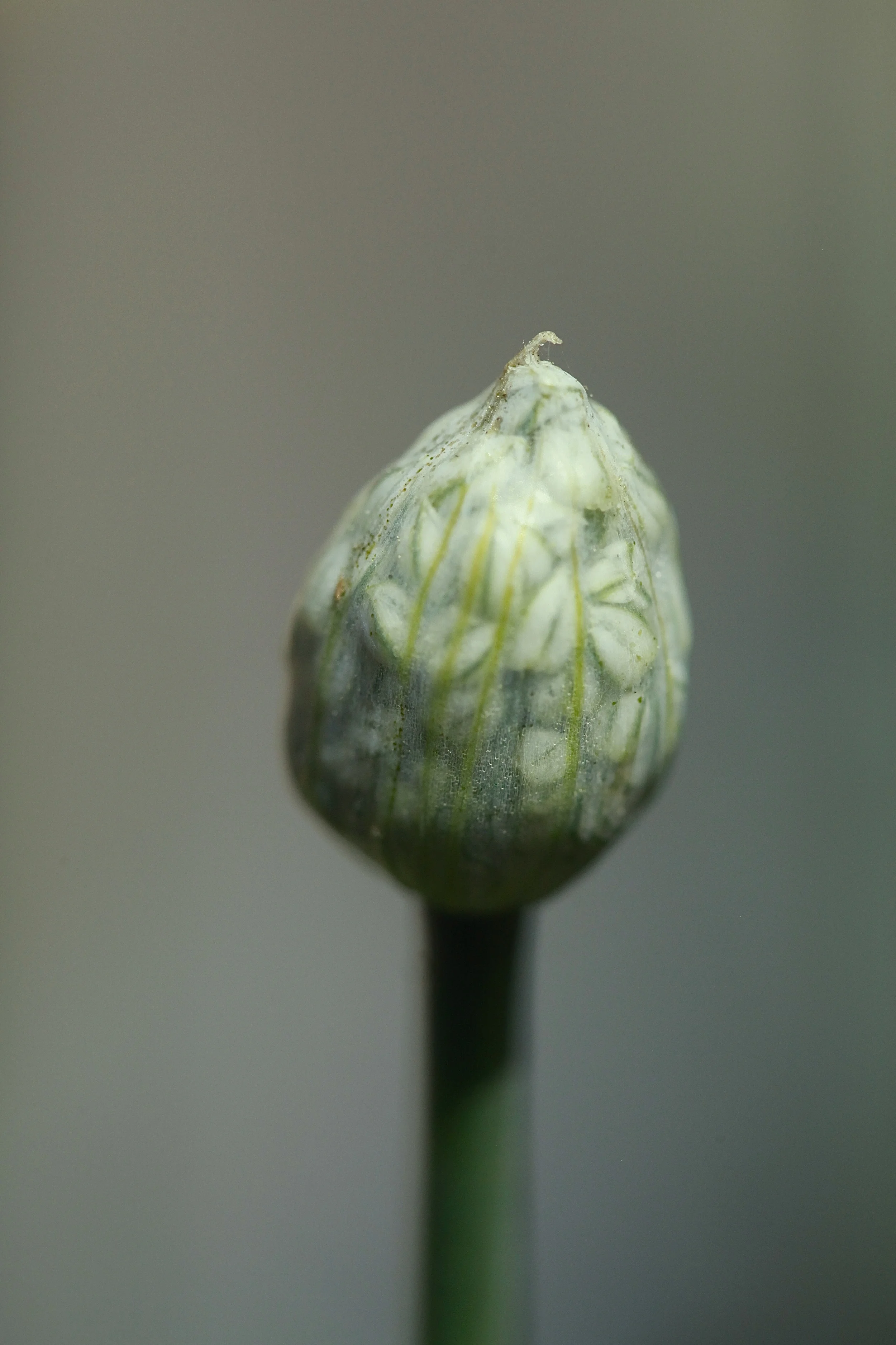 _MG_6125.jpg