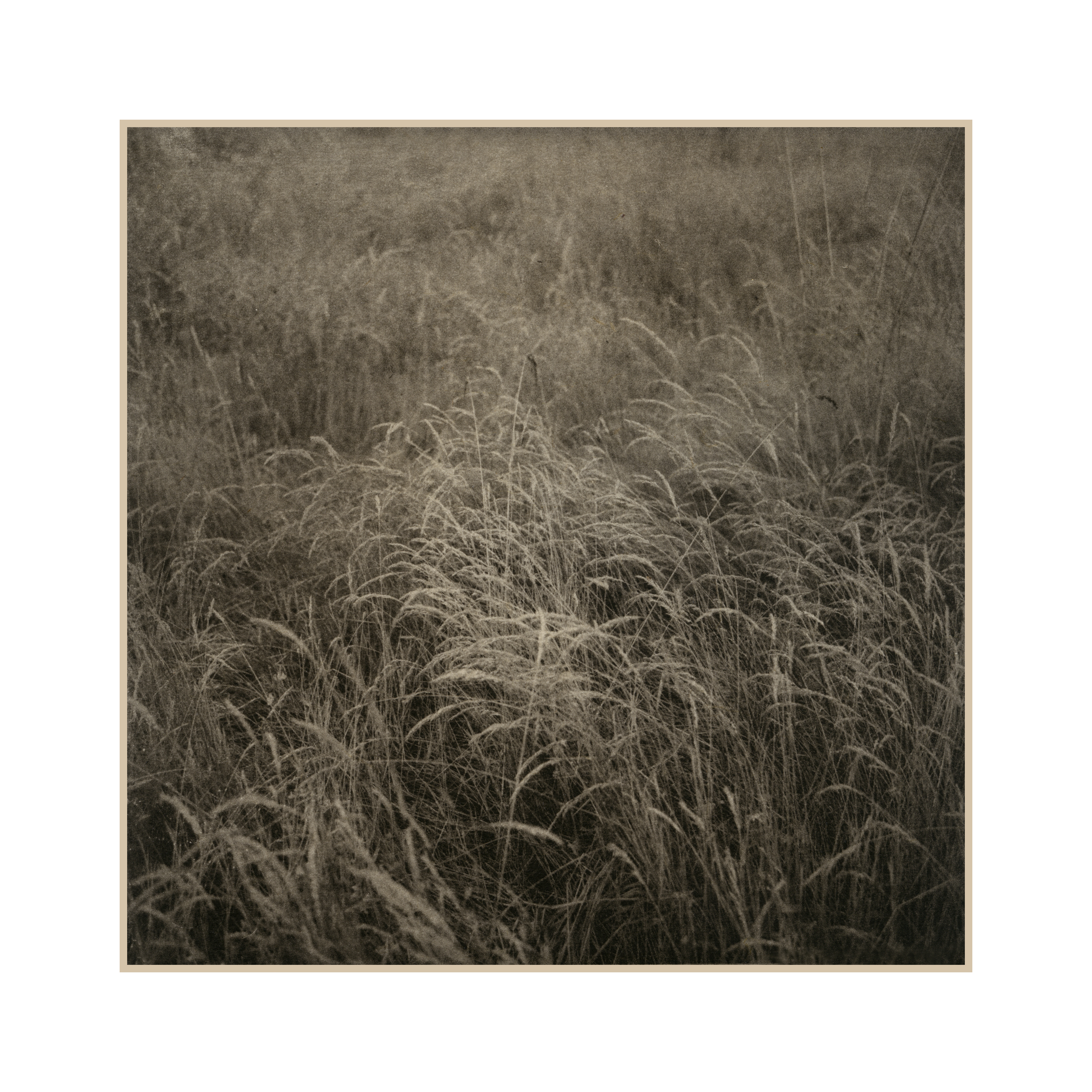 2 Grasses near Lyon.jpg