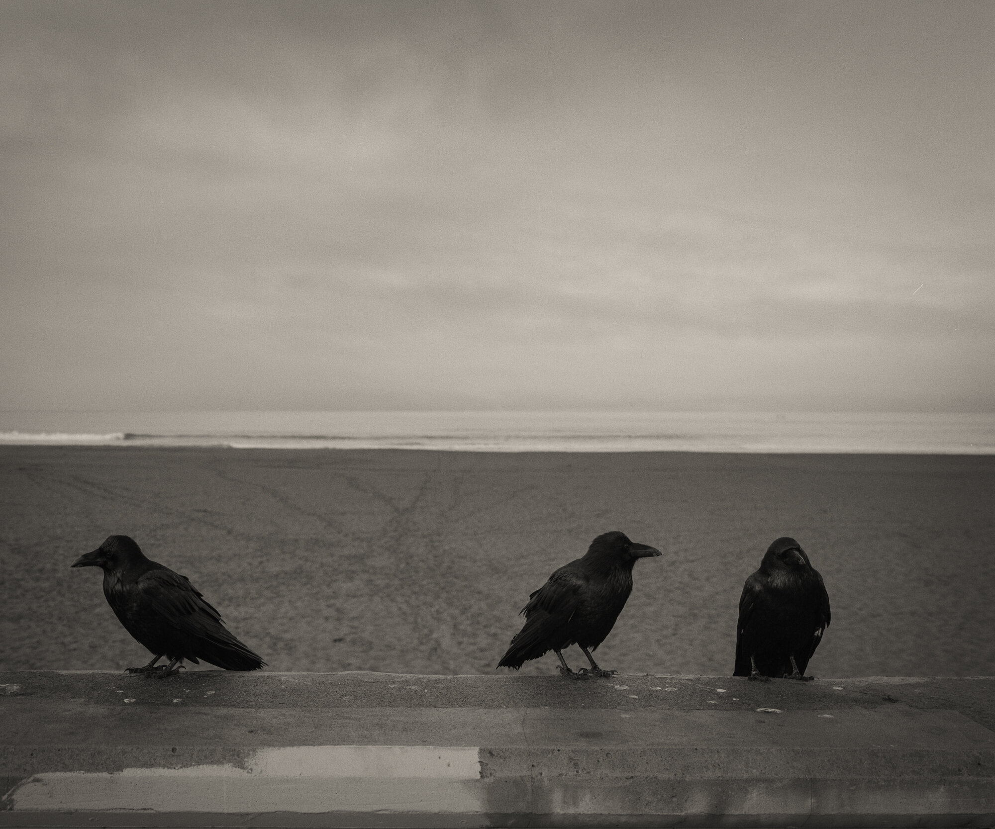 Crows